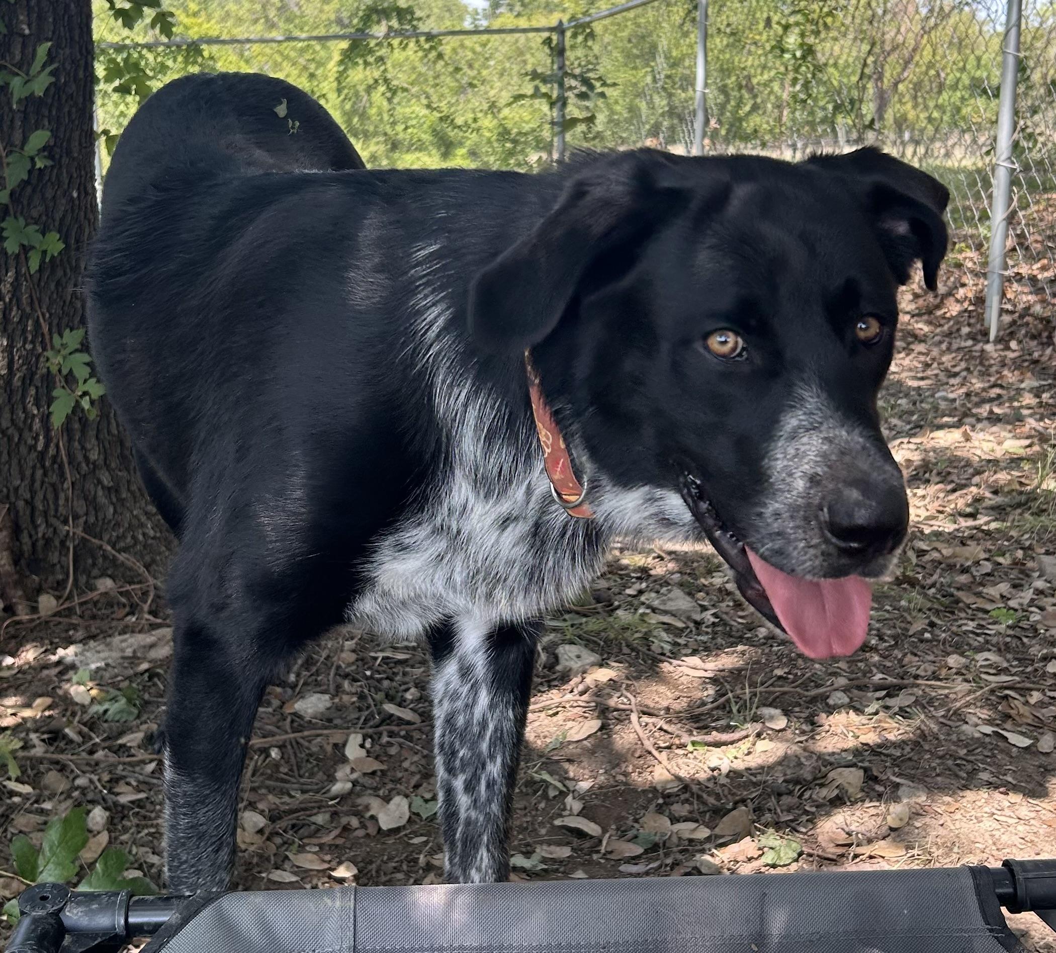 Tux, a Adoptable mixed breed in Georgetown, TX image 2/2