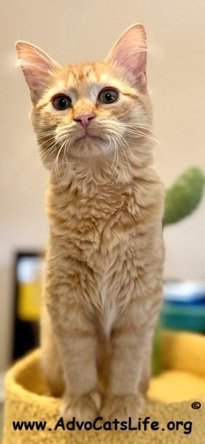 Enlarge ADAM, an adopted Domestic Medium Hair in Spotsylvania, VA image 2/3