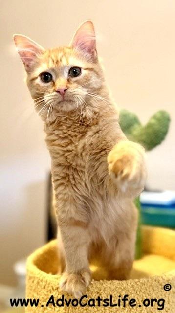 Enlarge ADAM, an adopted Domestic Medium Hair in Spotsylvania, VA image 3/3