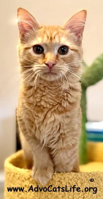 Enlarge ADAM, an adopted Domestic Medium Hair in Spotsylvania, VA image 1/3