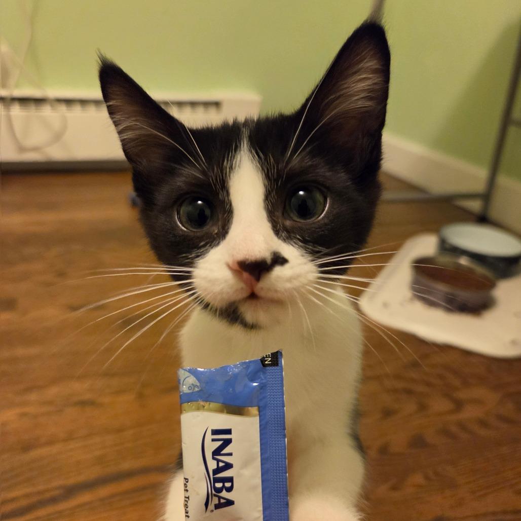 Roxy, Adoptable, Kitten Female Domestic Short Hair.