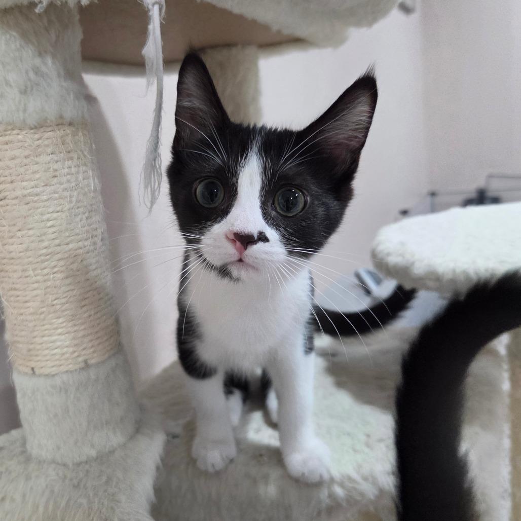 Enlarge Roxy, a Adoptable Domestic Short Hair in Portage, MI image 2/5