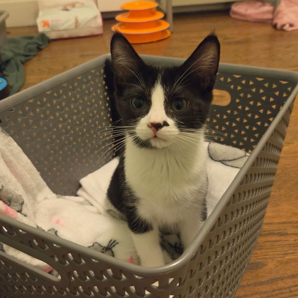Enlarge Roxy, a Adoptable Domestic Short Hair in Portage, MI image 4/5