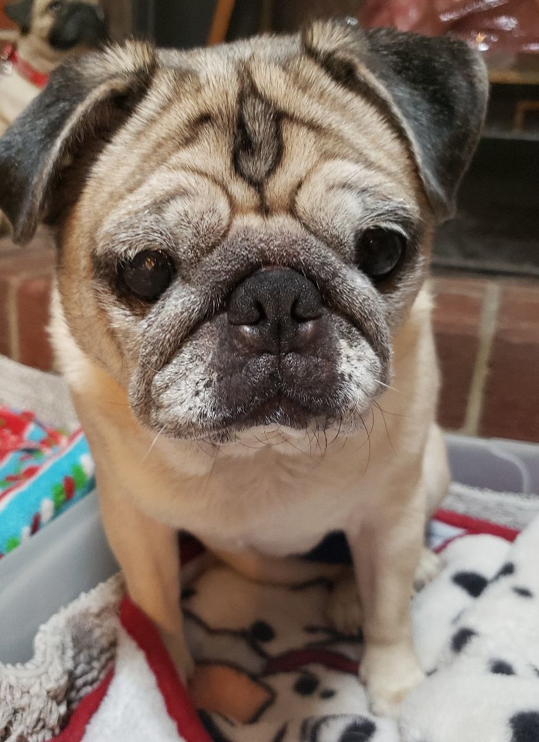 Enlarge Diyoji , a Adopted Pug in Virginia Beach, VA image 1/1