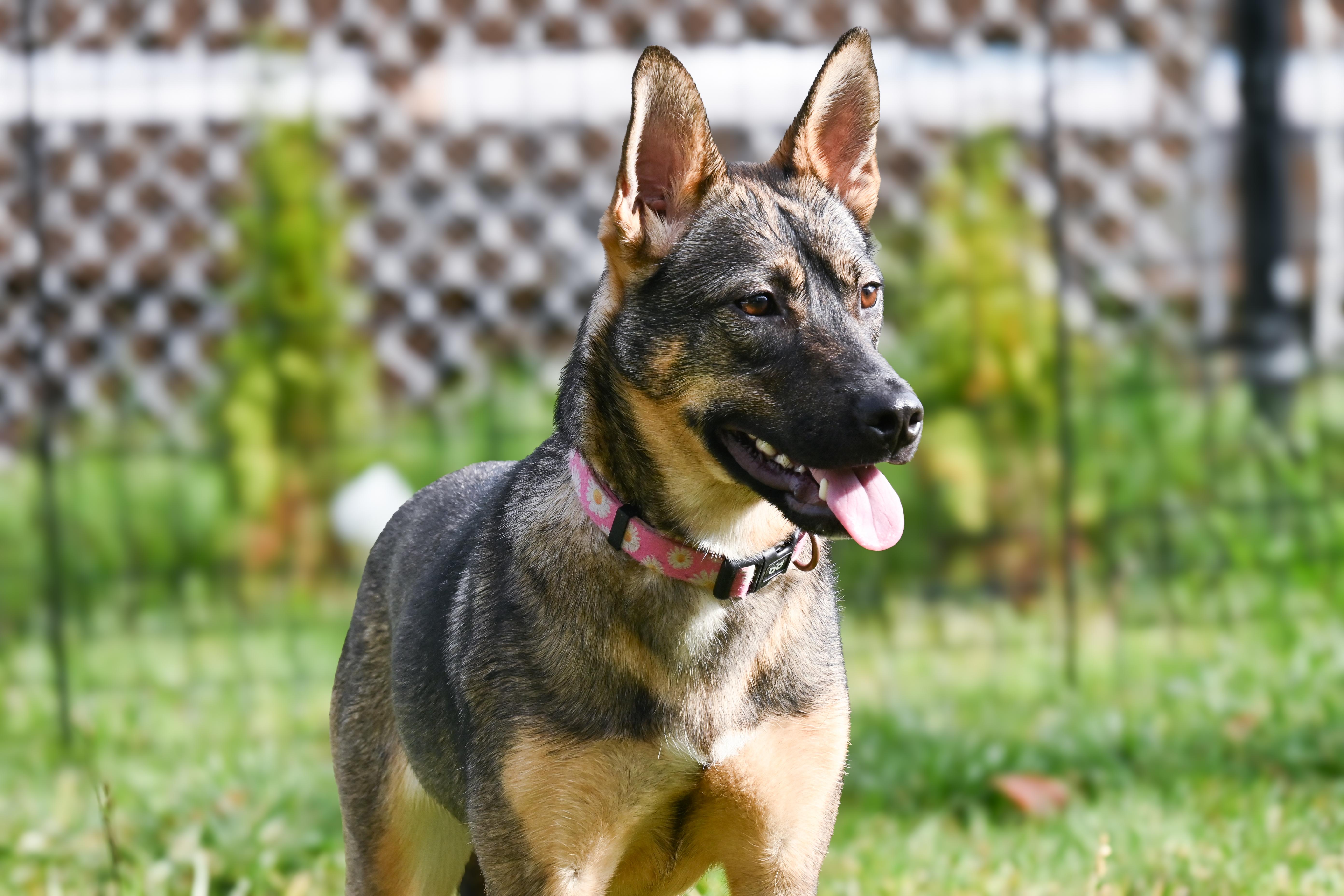 Enlarge Luna, a ADOPTABLE mixed breed in Palos Heights, IL image 1/3