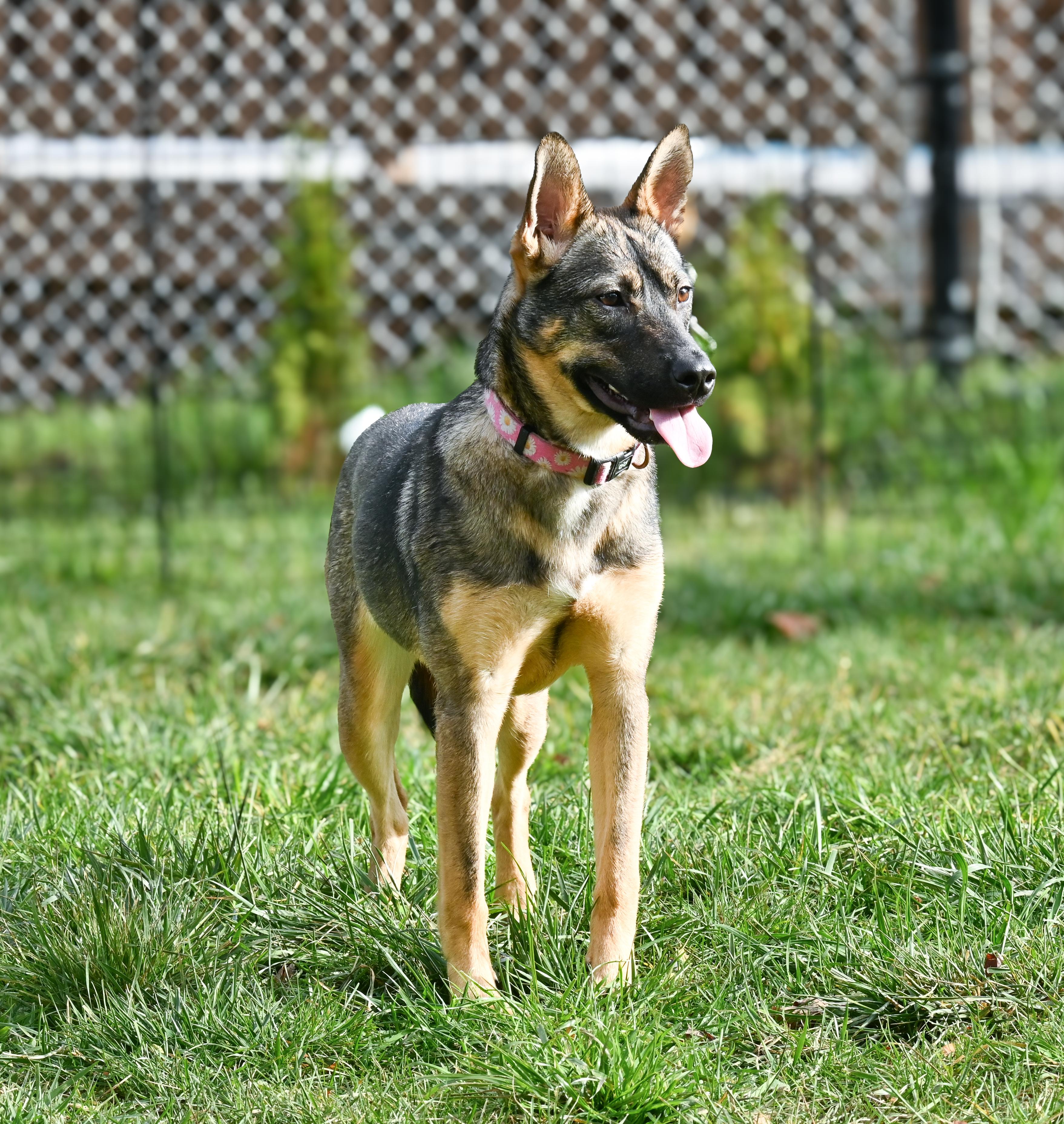 Enlarge Luna, a ADOPTABLE mixed breed in Palos Heights, IL image 2/3