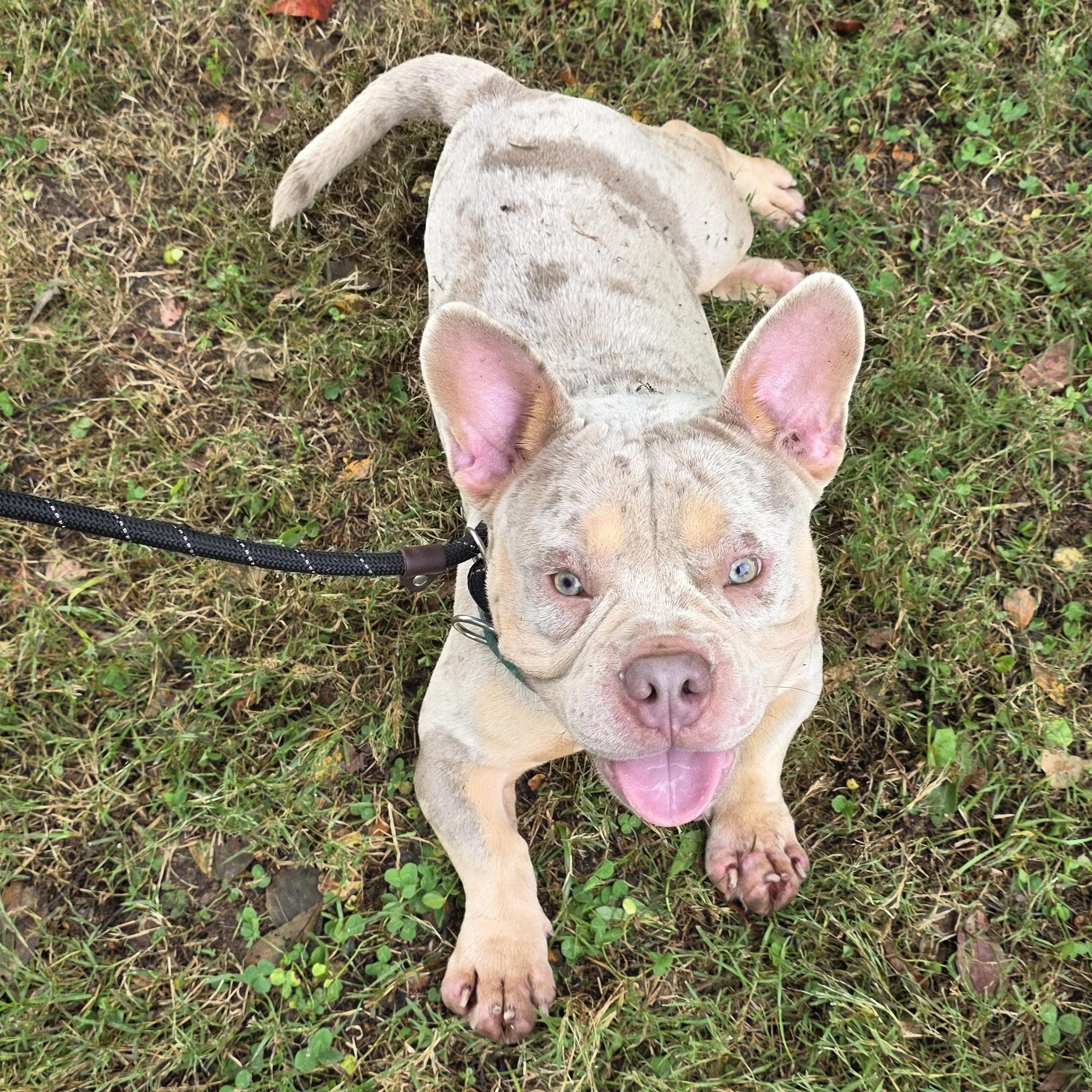 Enlarge Merlin, a Adoptable Mixed Breed in Greensboro, NC image 3/6