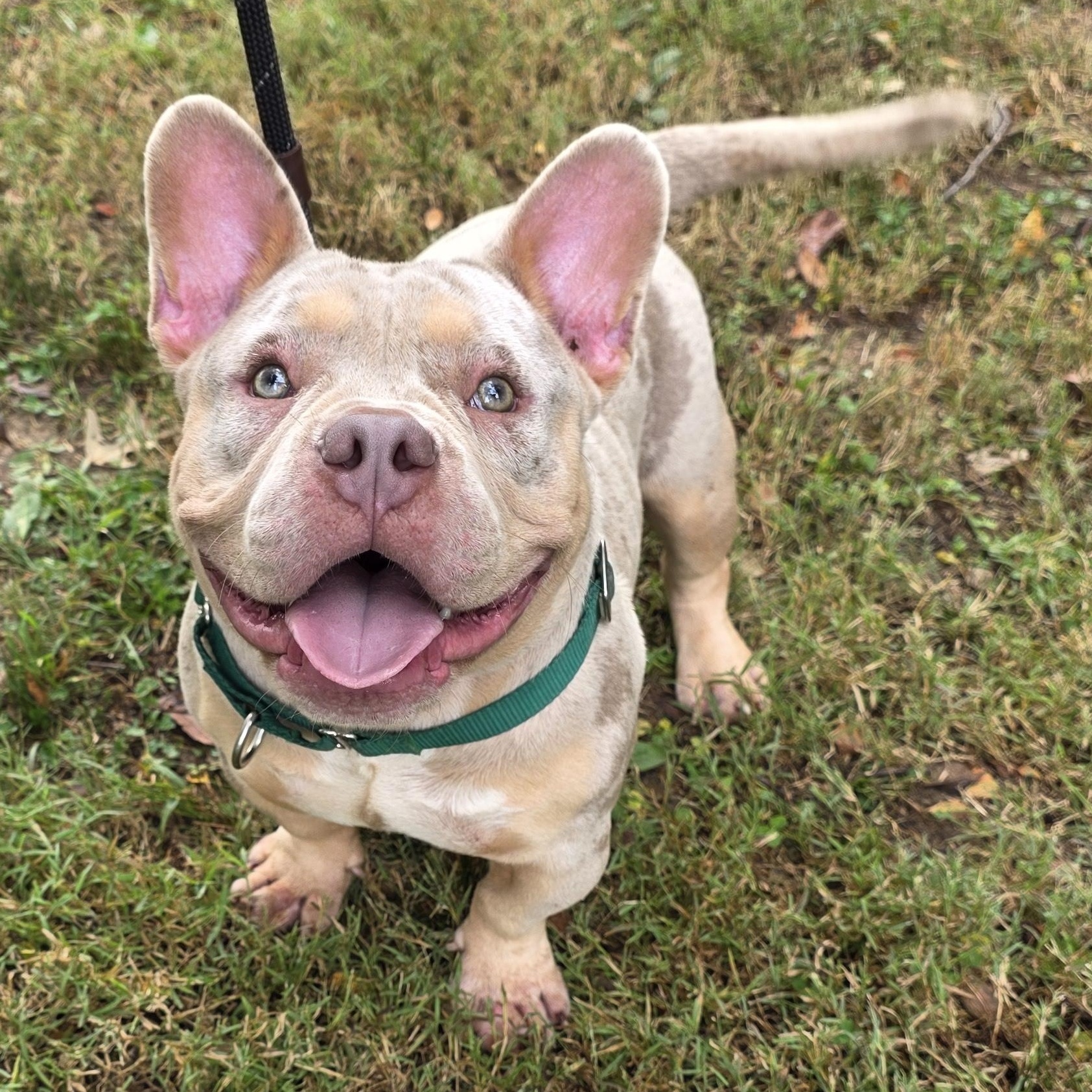 Enlarge Merlin, a Adoptable Mixed Breed in Greensboro, NC image 6/6
