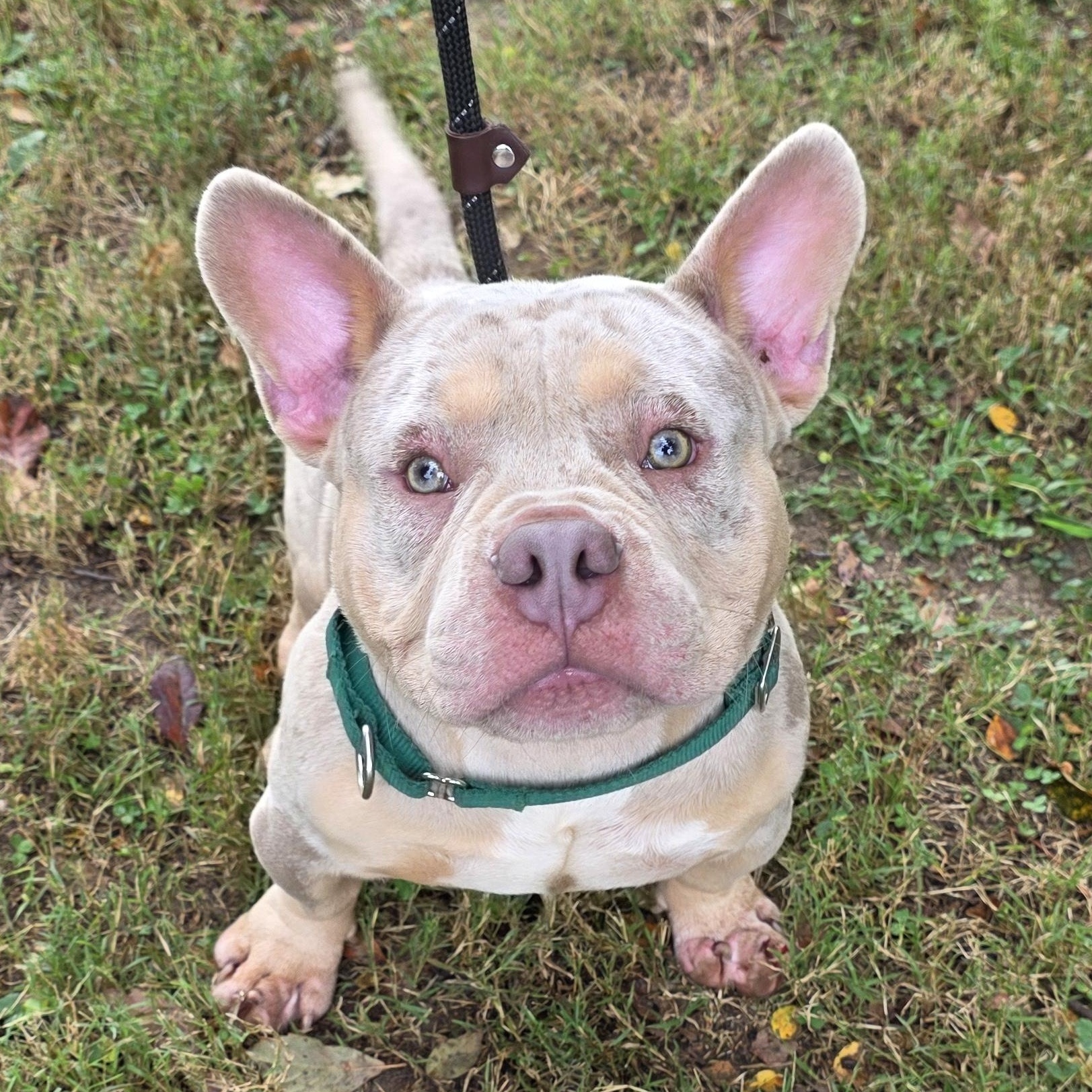 Merlin, Adoptable, Adult Male Mixed Breed.