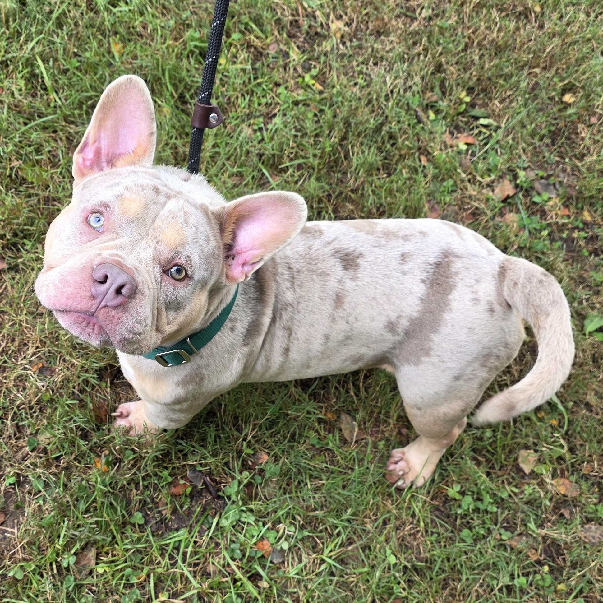 Enlarge Merlin, a Adoptable Mixed Breed in Greensboro, NC image 2/6