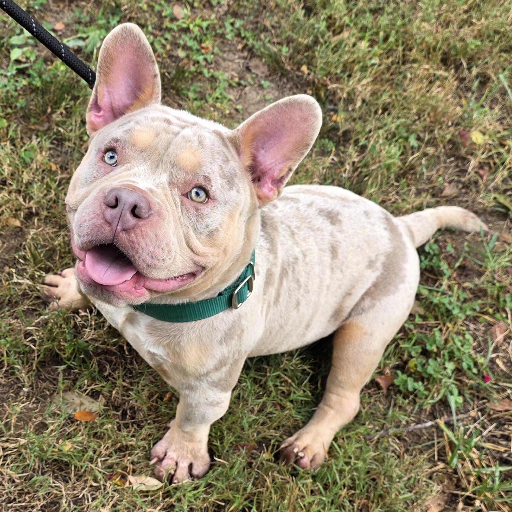 Enlarge Merlin, a Adoptable Mixed Breed in Greensboro, NC image 4/6