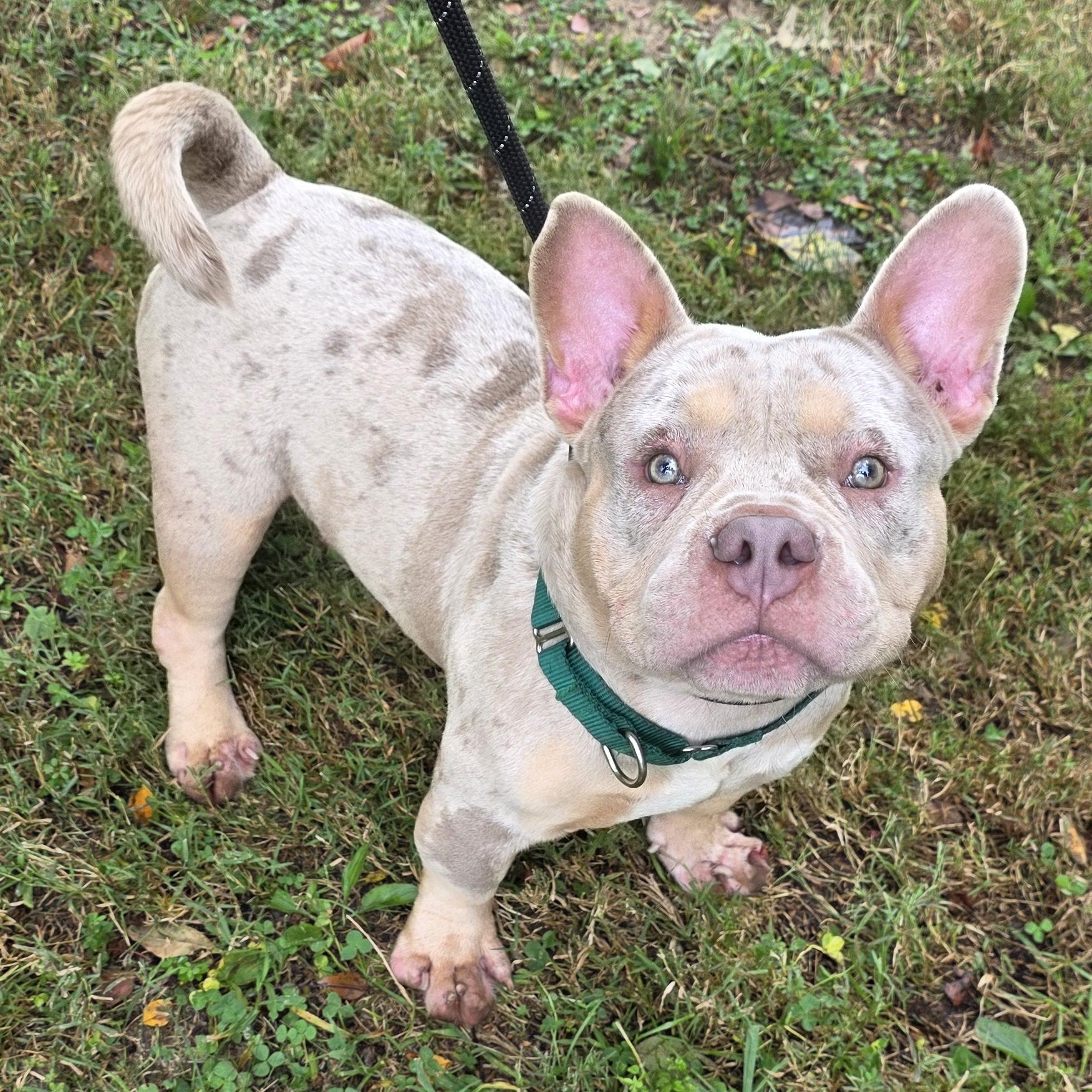 Enlarge Merlin, a Adoptable Mixed Breed in Greensboro, NC image 5/6