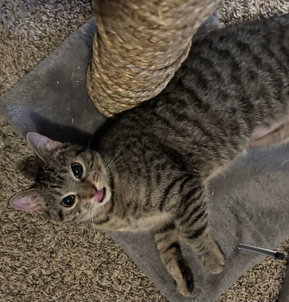 Piper, Adoptable, Young Female American Shorthair.