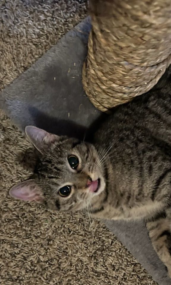 Piper, a Adoptable American Shorthair in Eagle Bridge, NY image 2/3