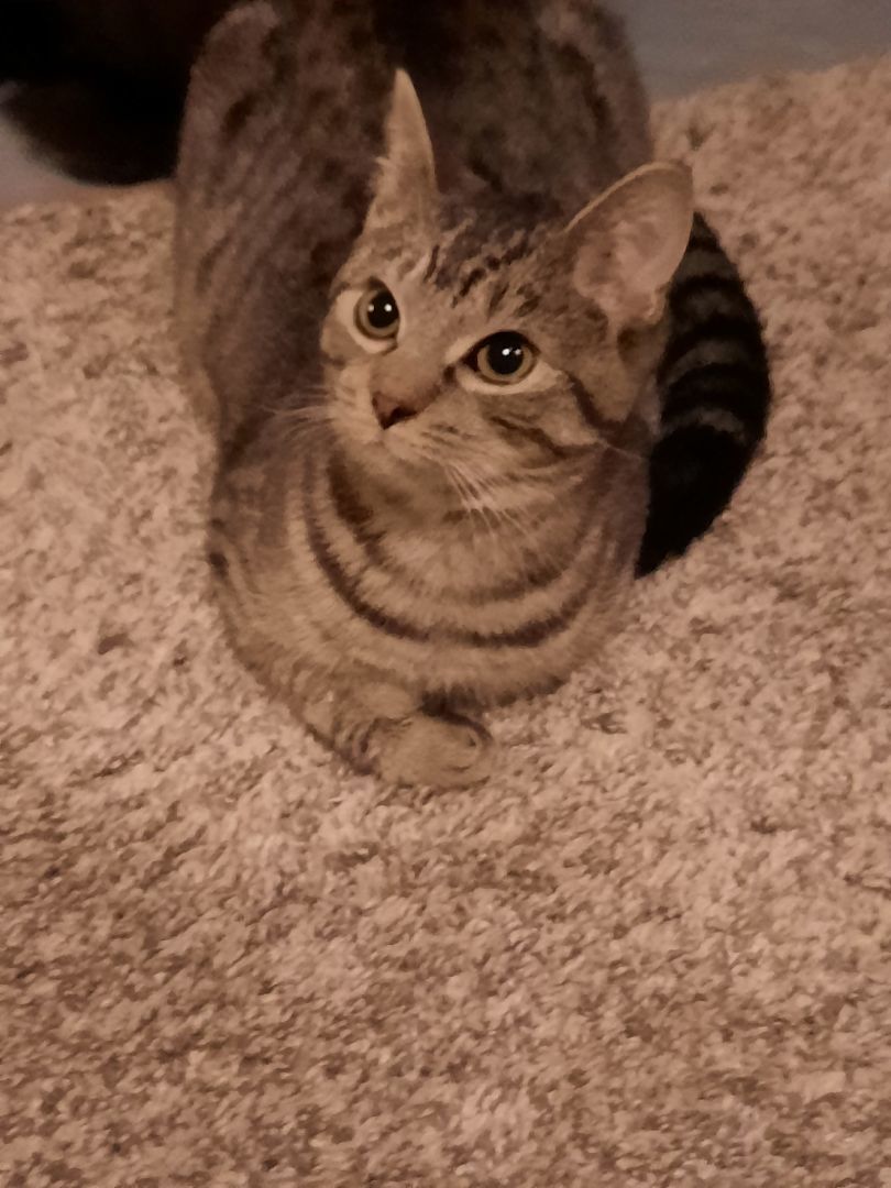 Piper, a Adoptable American Shorthair in Eagle Bridge, NY image 3/3