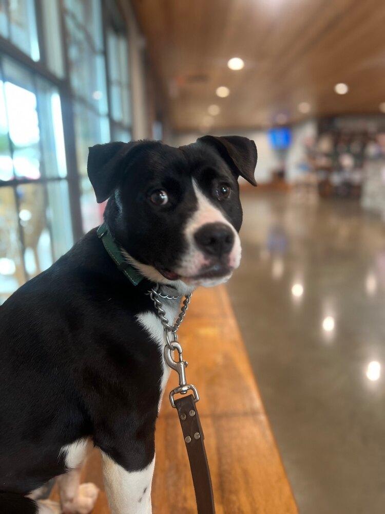 Tegan, Adoptable, Young Female Terrier.