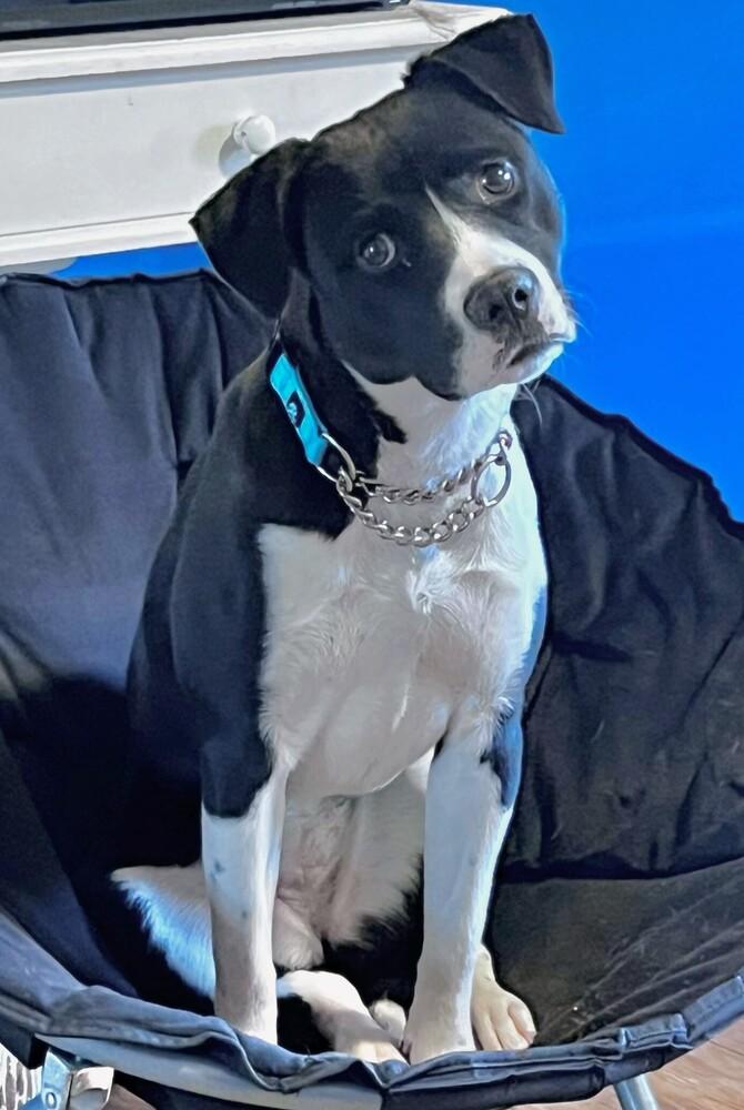 Enlarge Tegan, a Adoptable mixed breed in Barnesville, GA image 2/3