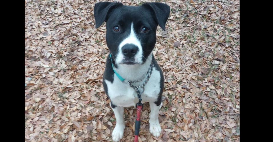 Enlarge Tegan, a Adoptable mixed breed in Barnesville, GA image 3/3