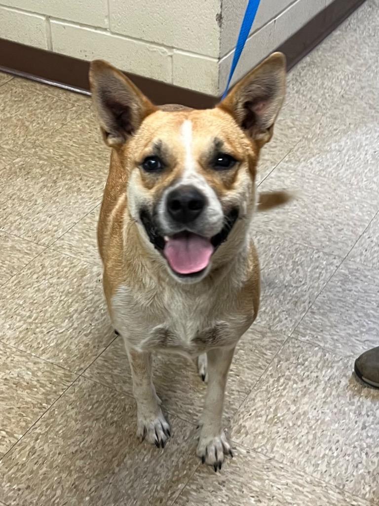 Enlarge Princess, a Adoptable mixed breed in Nacogdoches, TX image 2/2