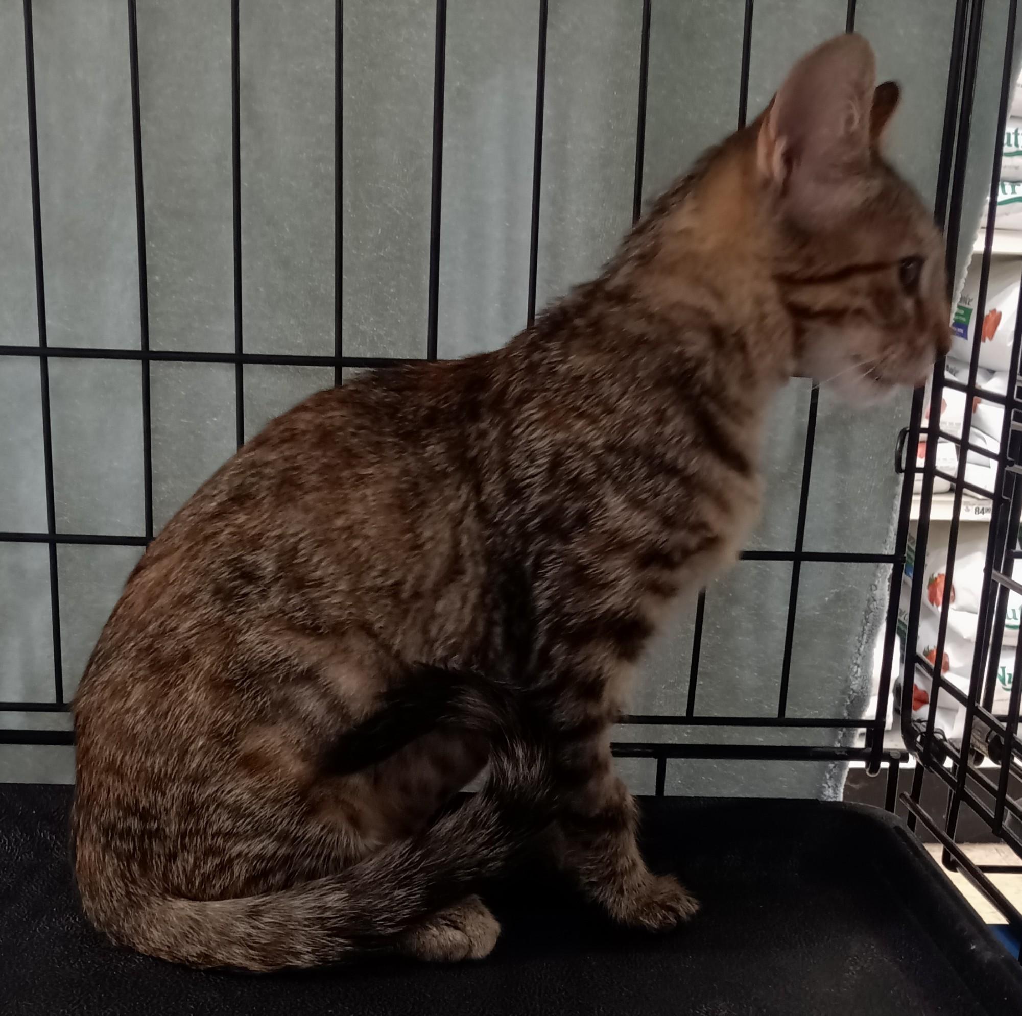 Enlarge Sasha, a Adoptable mixed breed in Chino, CA image 3/6