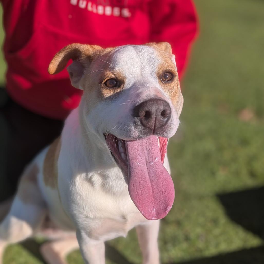 Enlarge Sugar, a Adoptable mixed breed in Gainesville, GA image 1/5