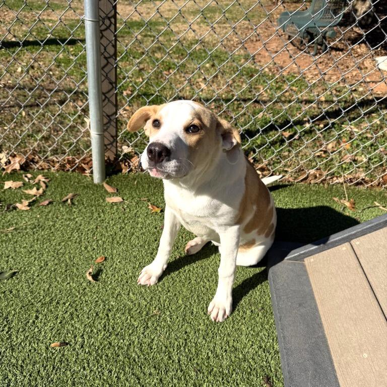 Enlarge Sugar, a Adoptable mixed breed in Gainesville, GA image 2/5