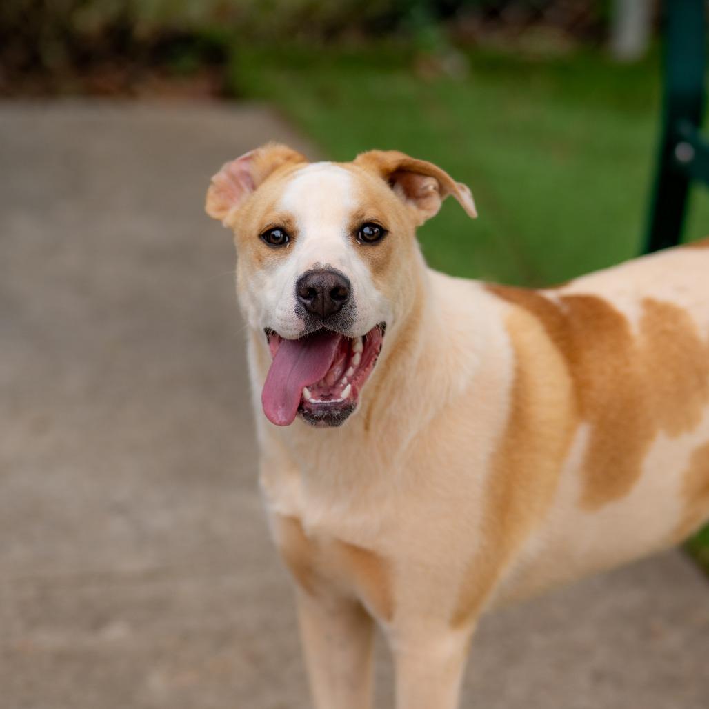 Enlarge Sugar, a Adoptable mixed breed in Gainesville, GA image 3/6