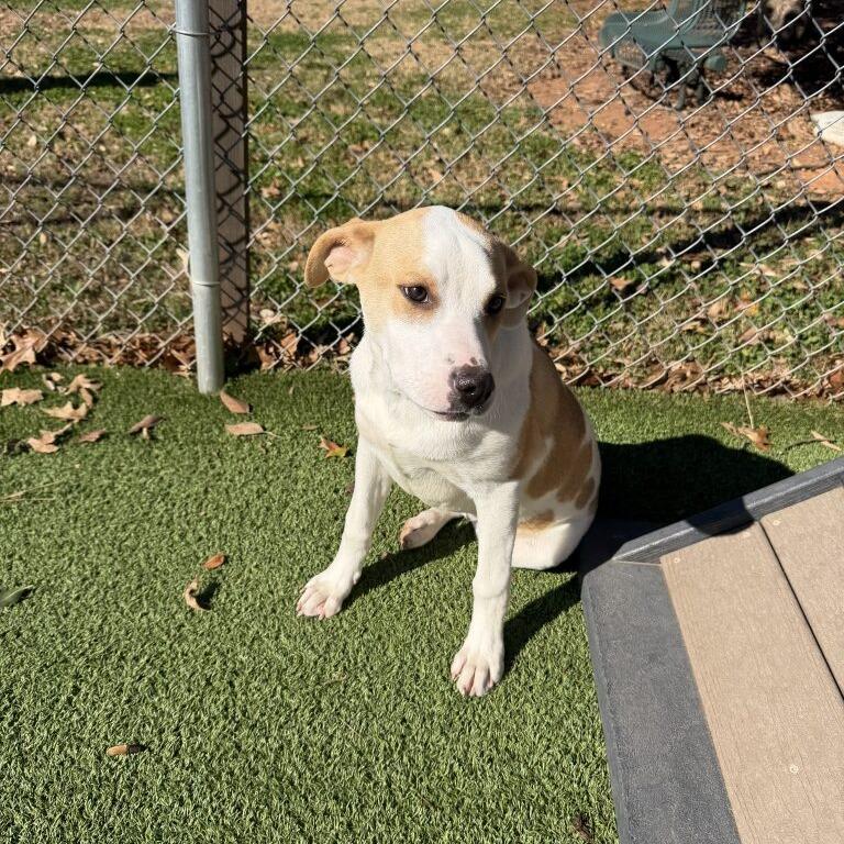 Enlarge Sugar, a Adoptable mixed breed in Gainesville, GA image 3/5