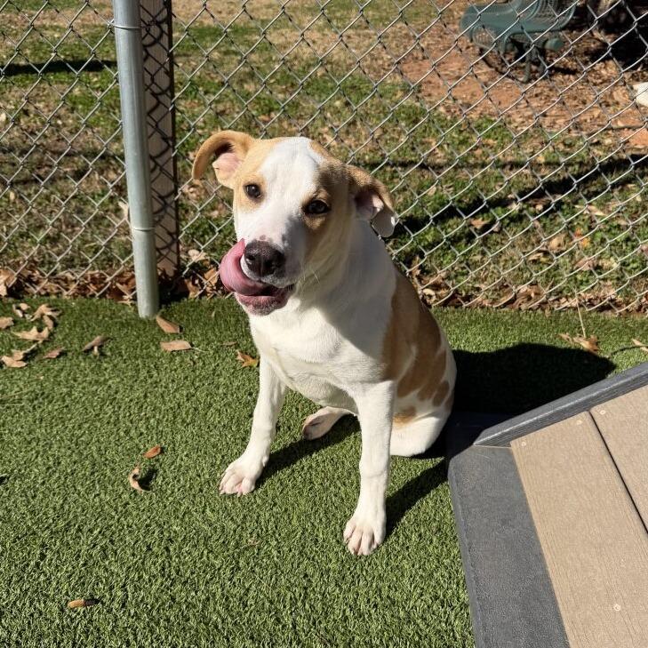 Enlarge Sugar, a Adoptable mixed breed in Gainesville, GA image 4/5