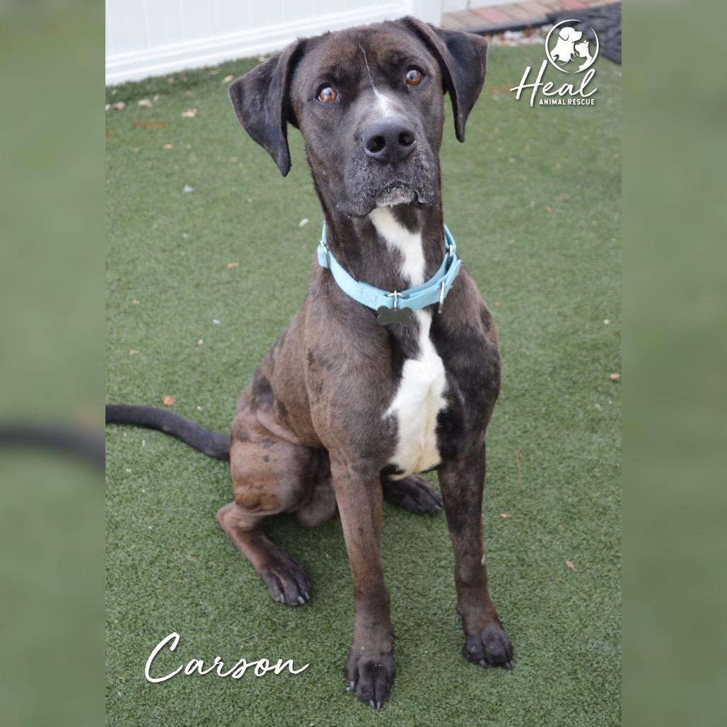 Enlarge Carson, a Adoptable mixed breed in Youngwood, PA image 1/1
