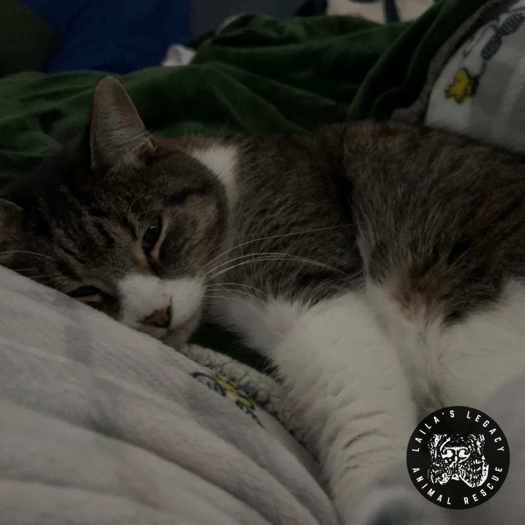 Lionel, Adoptable, Senior Male Domestic Short Hair.