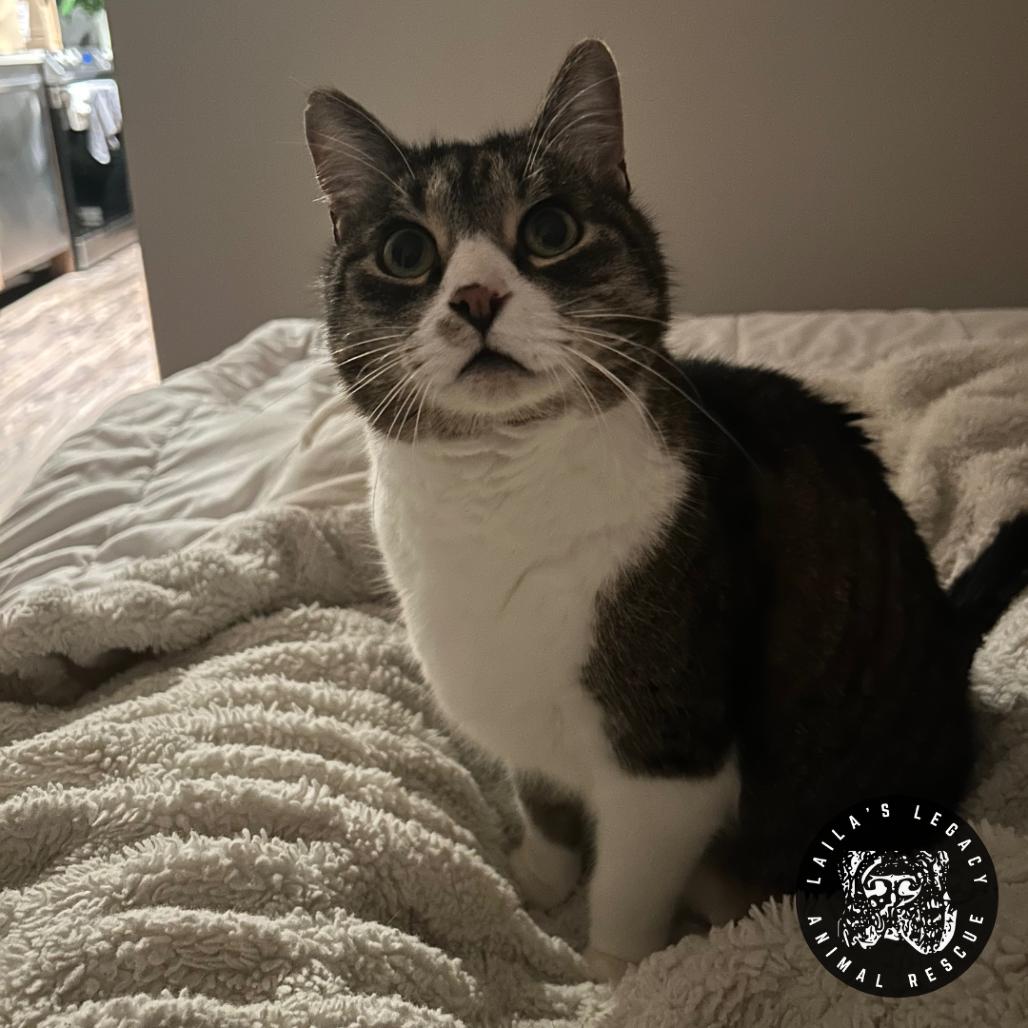 Lionel, a Adoptable Domestic Short Hair in Washington, DC image 2/6