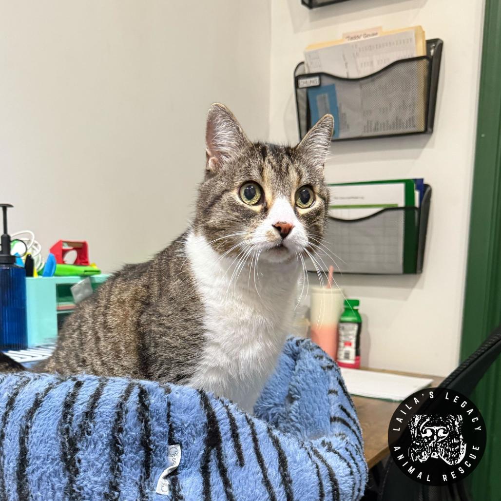 Lionel, Adoptable, Senior Male Domestic Short Hair.