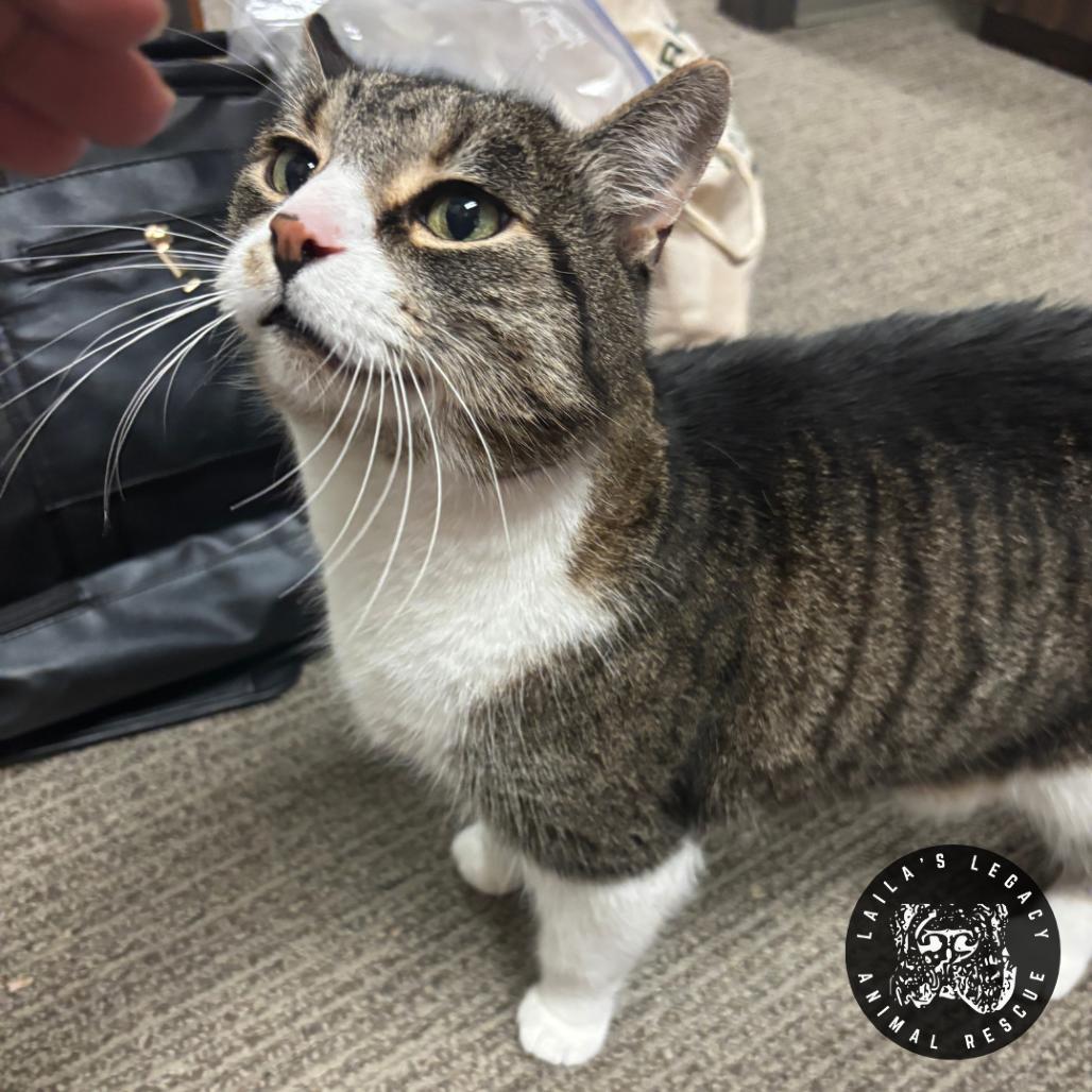 Enlarge Lionel, a Adoptable Domestic Short Hair in Washington, DC image 3/6