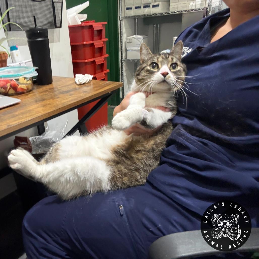 Enlarge Lionel, a Adoptable Domestic Short Hair in Washington, DC image 2/3