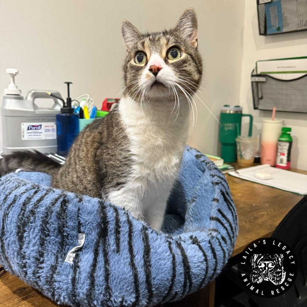 Enlarge Lionel, a Adoptable Domestic Short Hair in Washington, DC image 3/3