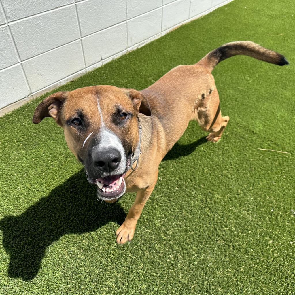 Duke, Adoptable, Adult Male German Shepherd Dog.