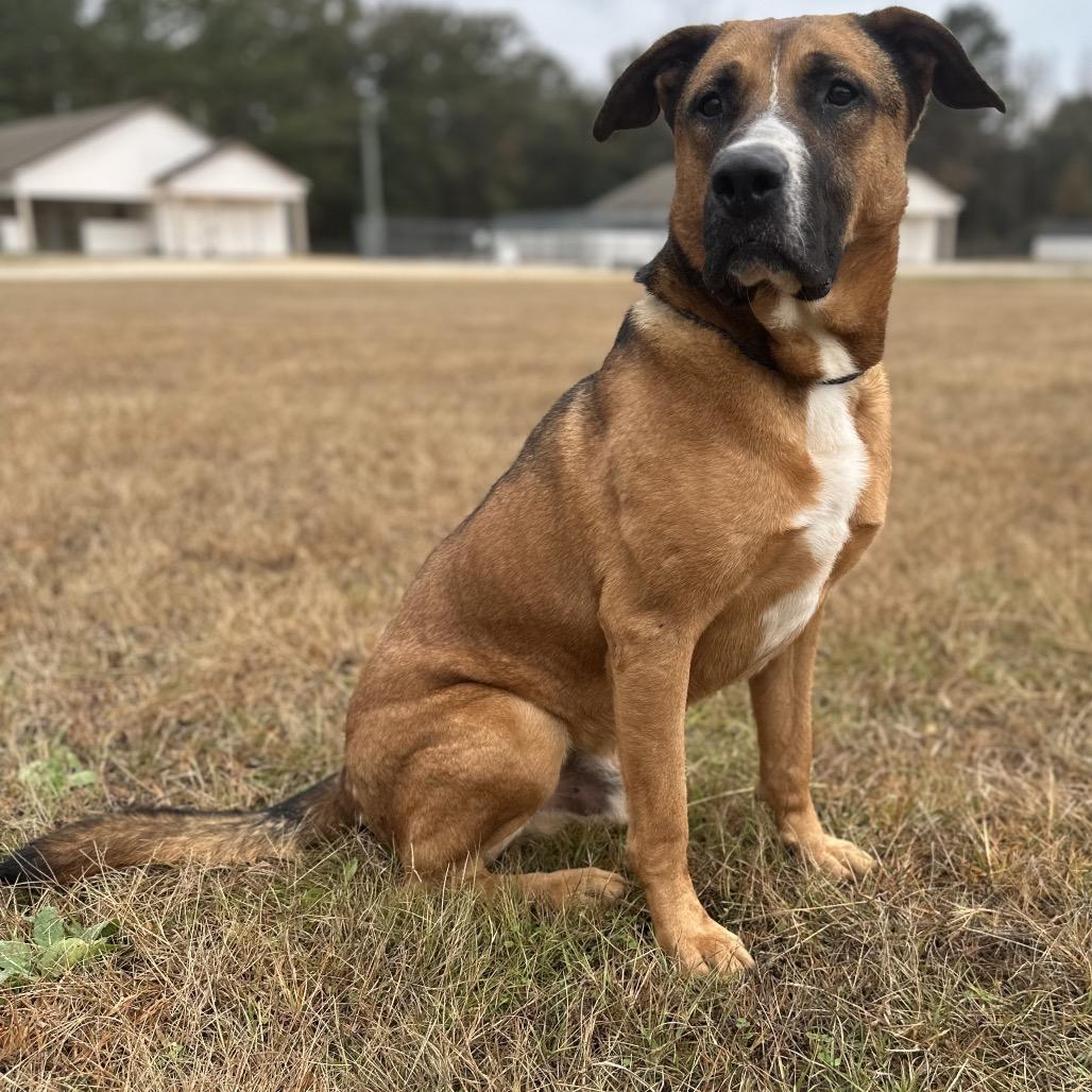 Enlarge Duke, a Adoptable German Shepherd Dog in Shorter, AL image 3/5
