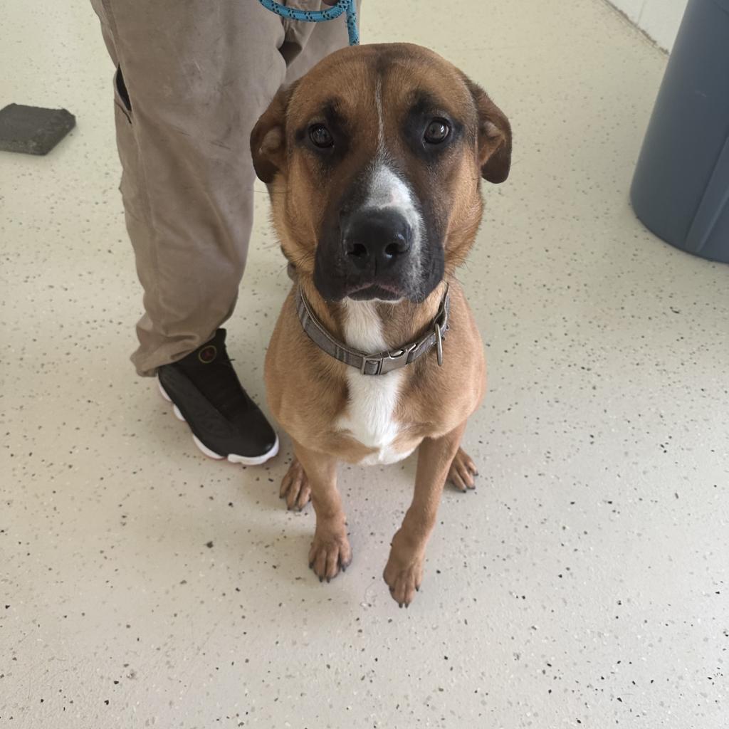 Enlarge Duke, a Adoptable German Shepherd Dog in Shorter, AL image 4/5