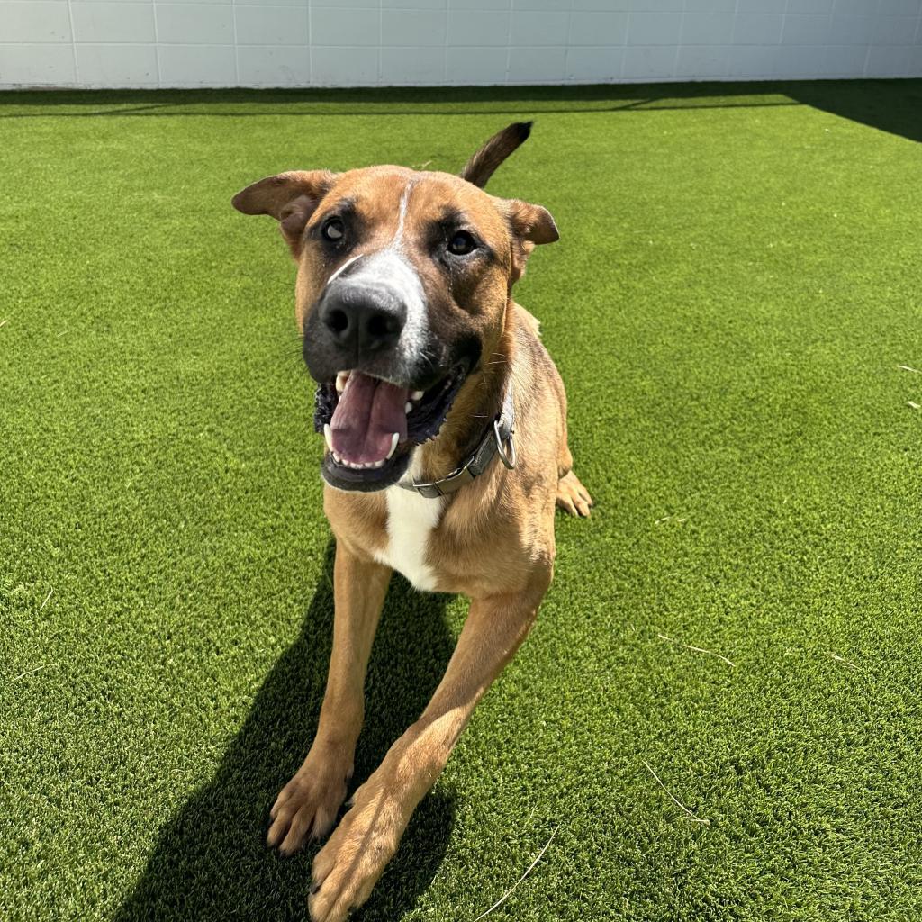 Enlarge Duke, a Adoptable German Shepherd Dog in Shorter, AL image 5/5