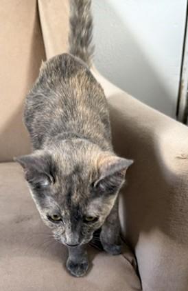 Gracie — Graceful, Sweet & Ready for Love, an adopted Dilute Tortoiseshell in Prescott, AZ image 3/3