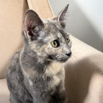 Gracie — Graceful, Sweet & Ready for Love, adopted, Kitten Female Dilute Tortoiseshell.