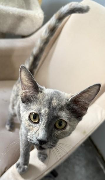 Gracie — Graceful, Sweet & Ready for Love, an adopted Dilute Tortoiseshell in Prescott, AZ image 2/3