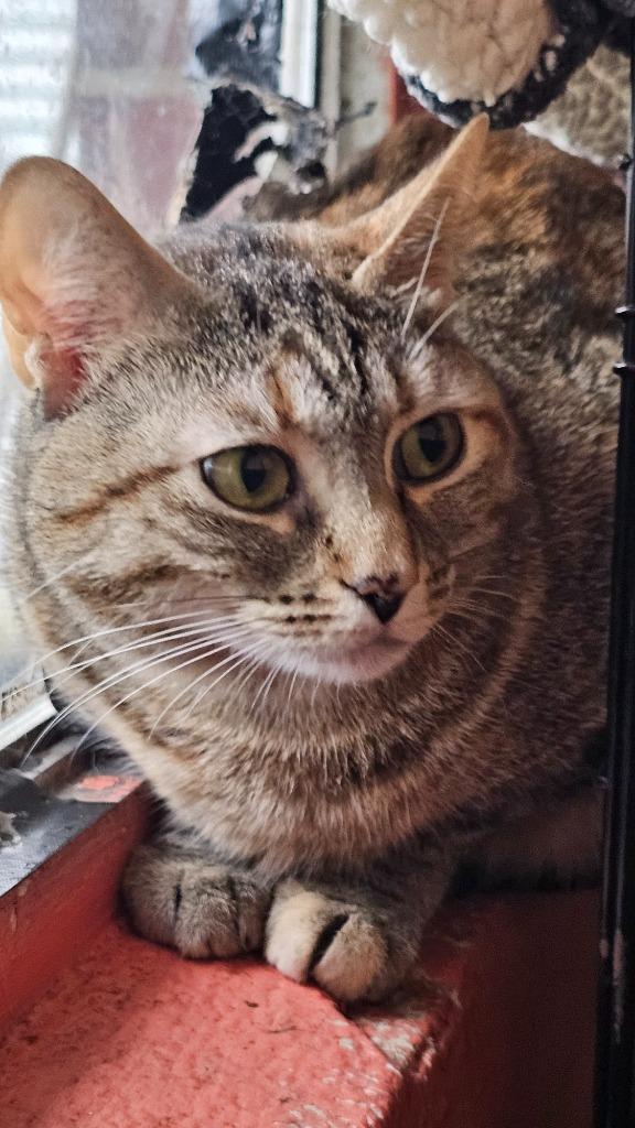MEOW MEOW, Adoptable, Adult Female Domestic Short Hair.