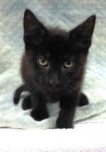 Remmington, Adoptable, Kitten Male Domestic Short Hair.