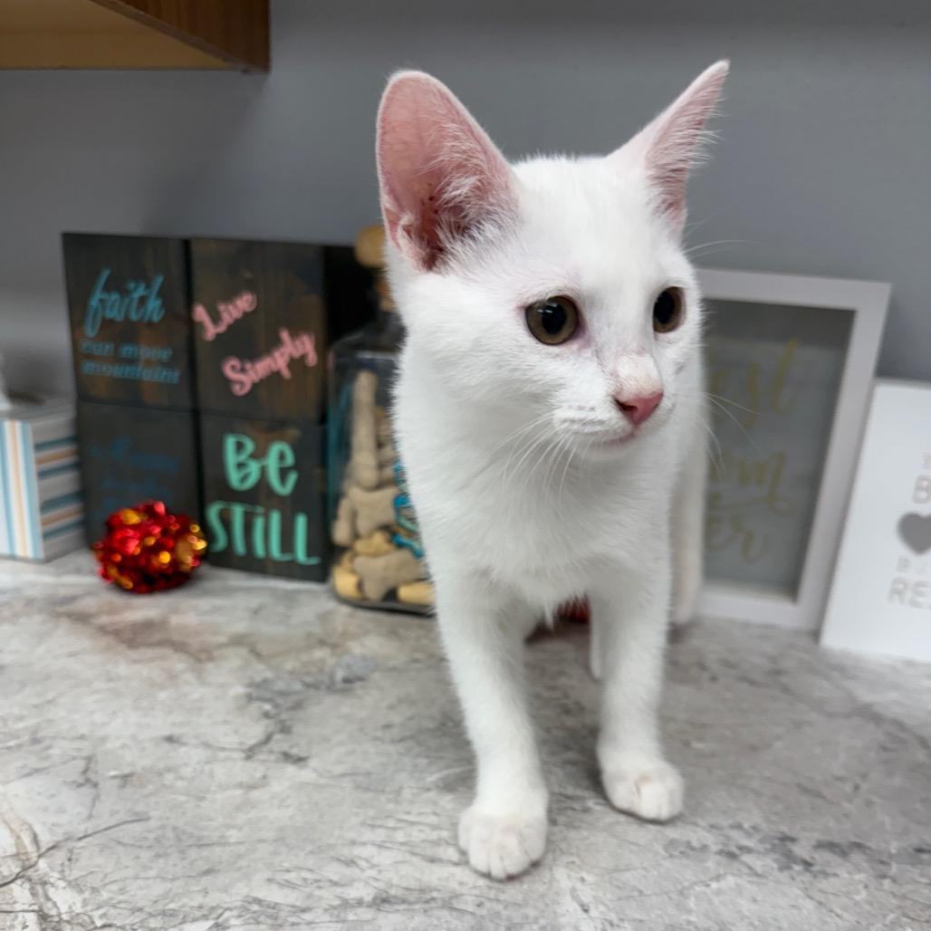 Enlarge Luna, a Adoptable Domestic Short Hair in Carroll, IA image 3/6