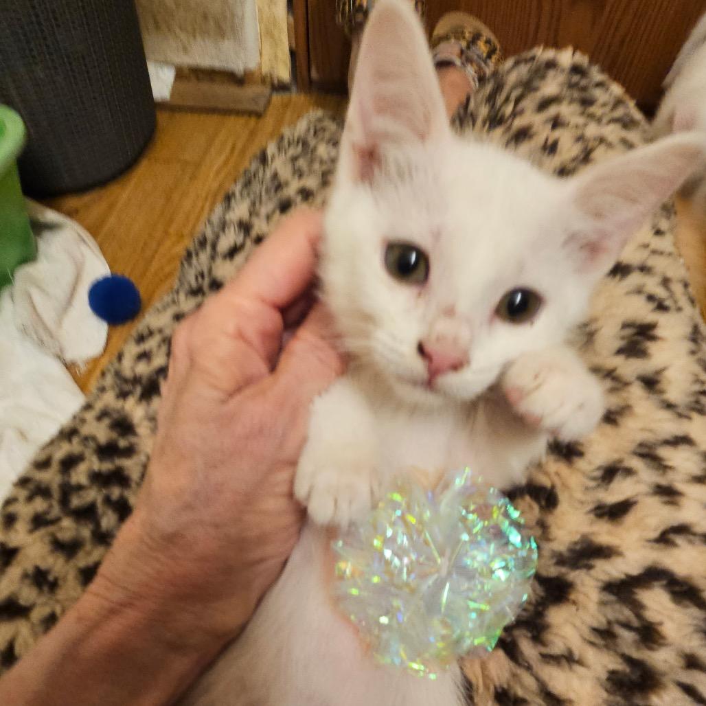 Enlarge Luna, a Adoptable Domestic Short Hair in Carroll, IA image 4/6