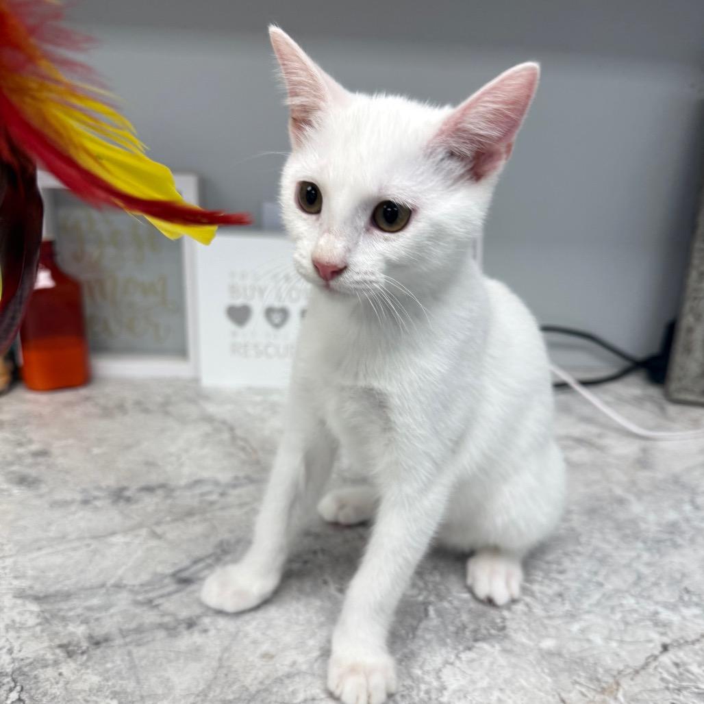 Enlarge Luna, a Adoptable Domestic Short Hair in Carroll, IA image 5/6