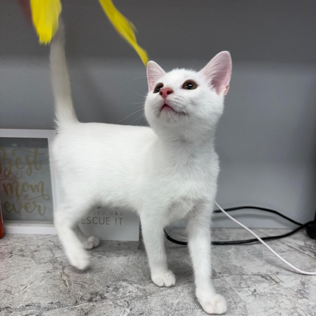 Enlarge Luna, a Adoptable Domestic Short Hair in Carroll, IA image 6/6