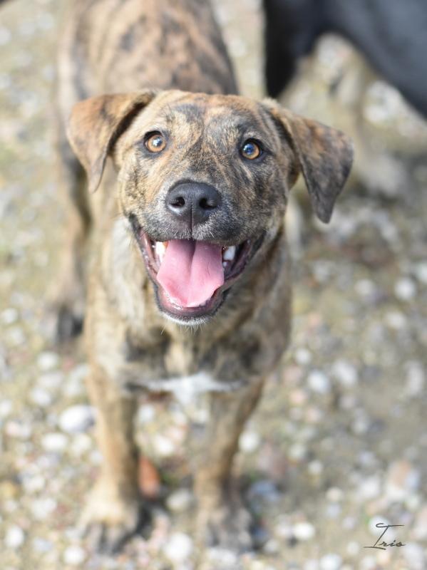 Dog for adoption Iris (Ruth's Puppies), a Labrador Retriever & Hound